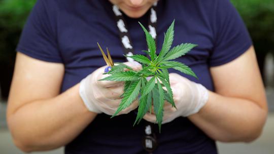 Marihuana