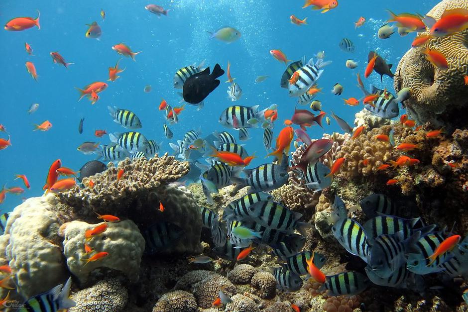 Ribe na koraljnom grebenu, istraživanje podmorja | Author: maxpixel.freegreatpicture.com