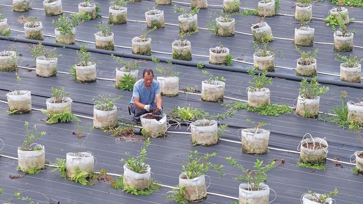 Farmers tend potted blueberry plants in east China's Zhejiang
