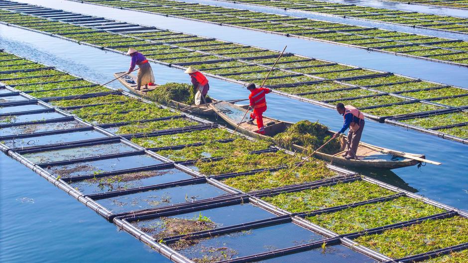 HANGZHOU, CHINA - DECEMBER 06: Aerial view of workers growing water celery (oenanthe javanica) on ecological floating be | Author: Profimedia
