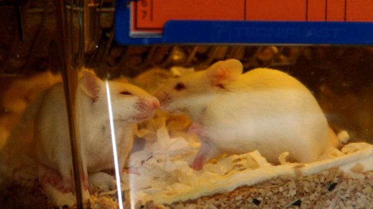 Laboratorijski miševi