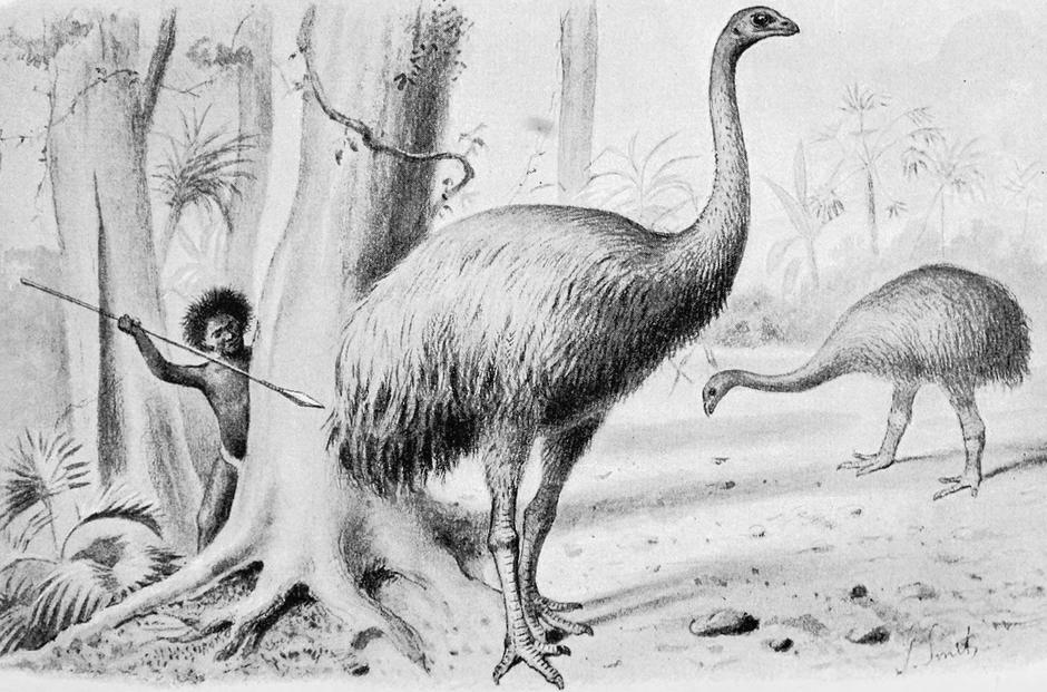 Moa, izumrla ptica trkačica s Novog Zelanda | Author: Joseph Smit/ public domain