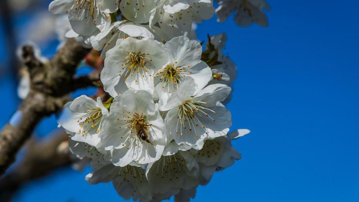 Vrgorac: Cvat trešnje u Vrgoračkom polju