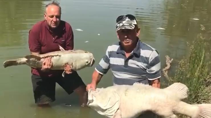 Umiranje riba starih 100 godina u rijeci Murray u Australiji