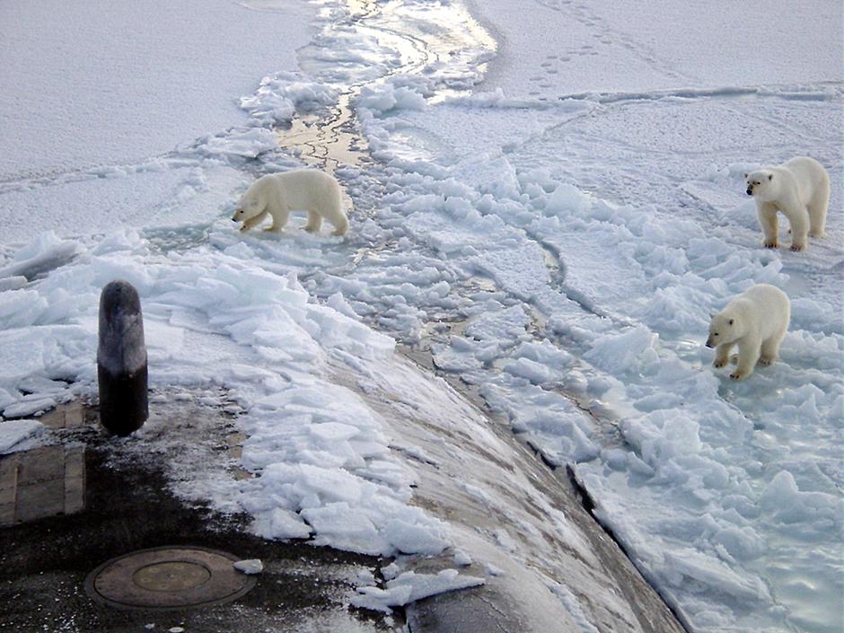 Polarni medvjedi u blizini Sjevernog pola | Author: Wikimedia Commons