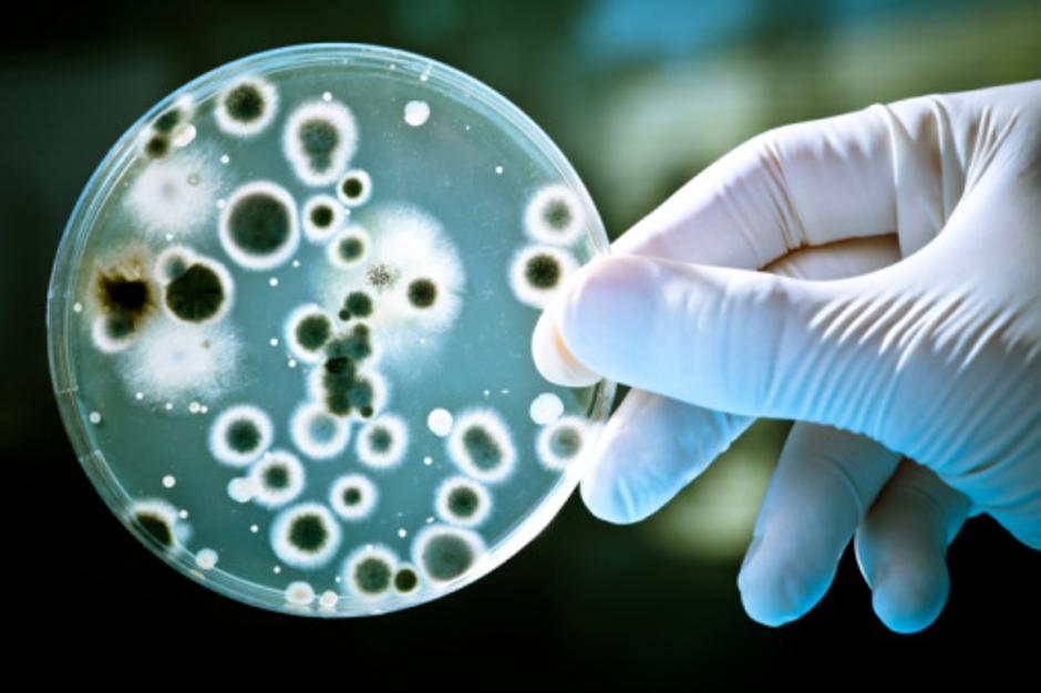 Bakterije i mikrobi | Author: Thinkstock