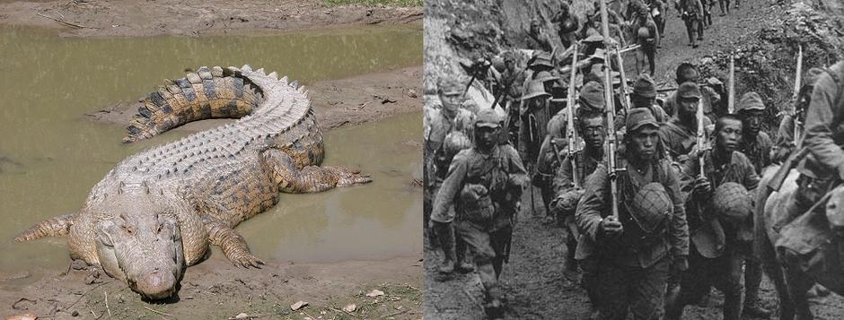 Krokodili koji su napadali japansku vojsku | Author: Wikipedia