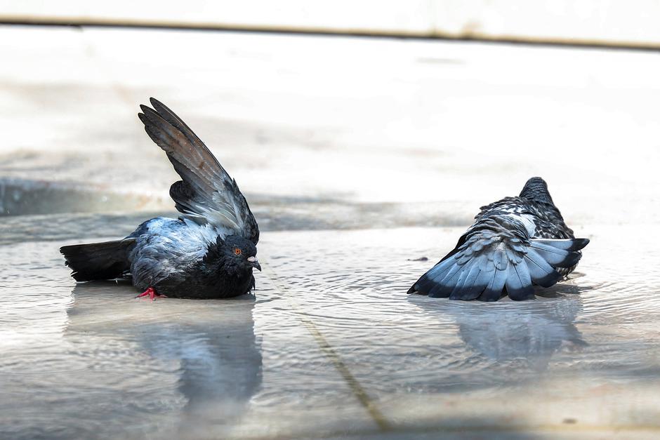 Pigeons cool off in the water at Place Gambetta, in Bordeaux | Author: Abdul Saboor