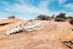 Životinjski kostur u pustinji