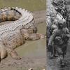 Krokodili koji su napadali japanske vojnike