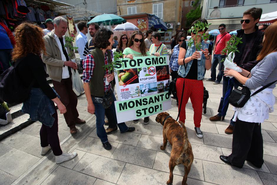 Monsanto, GMO | Author: Željko Mršić/ Pixsell