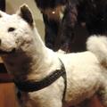 Hachiko, odani pas kojega štuje cijeli Japan, prepariran u muzeju