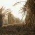 Haze from wildfires in South Arut