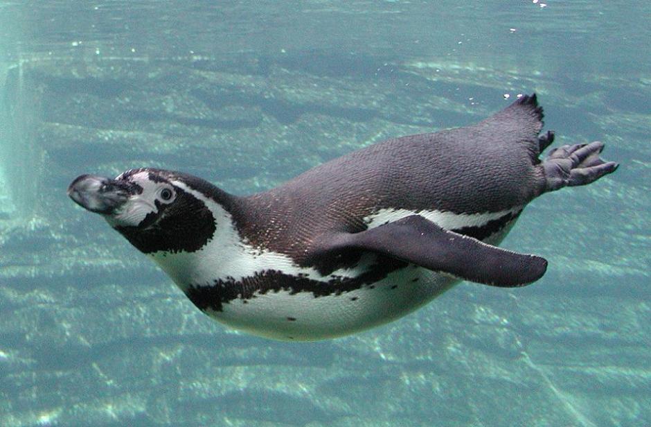 Pingvin | Author: Wikipedia