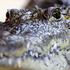 Police Investigate After Child Injured In Crocodile Enclosure Incident In Cambridgeshire - 18 Jun 2026