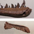 Fosilizirani kostur mladunčeta tiranosaura ponuđenog na eBayu