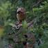 Ukrainian serviceman looks on during the launch of FP-1 deep-strike drones for a combat mission in an undisclosed location in Ukraine