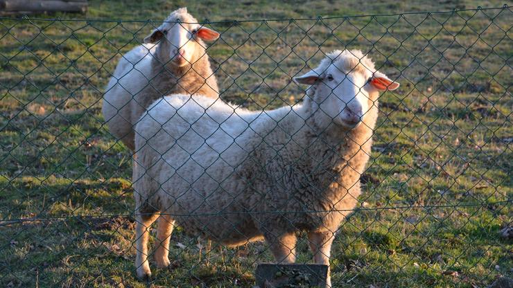 Ovce na bjelovarskoj farmi