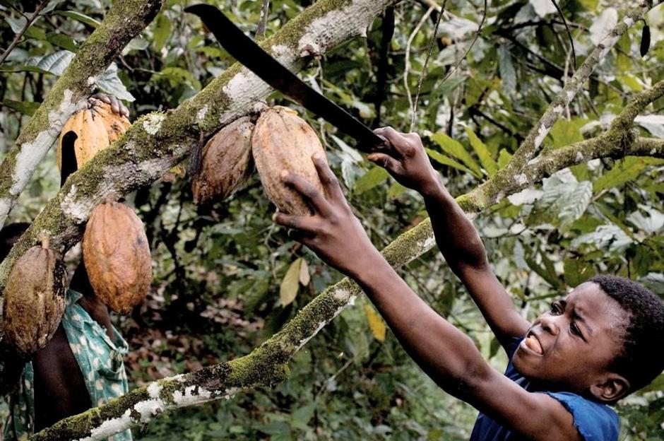 Dječak rob na plantaži kakaovca u Obali Bjelokosti | Author: Vimeo