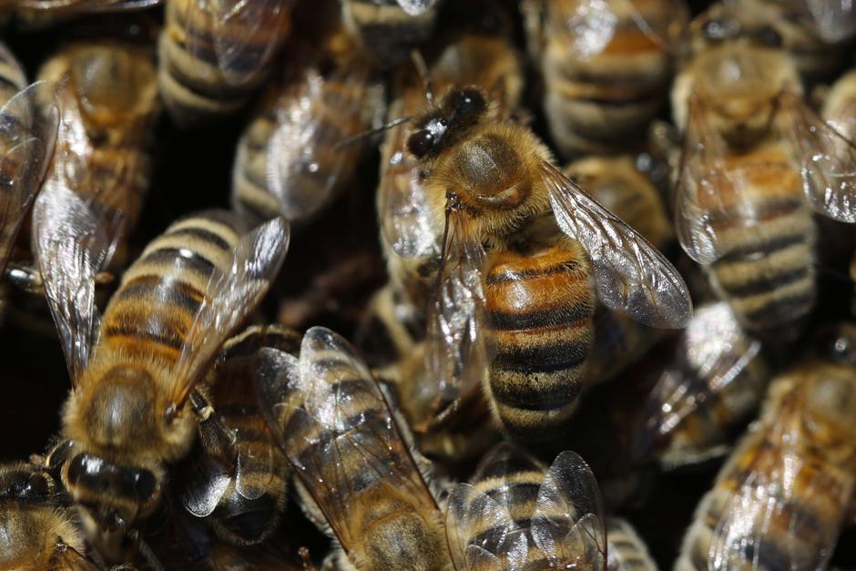 Pčele | Author: Philippe Wojazer/ Reuters/ Pixsell