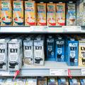 Bavaria, Germany - August 12, 2024: Selection of vegan milk alternatives, including oat drinks from brands such as Oatly