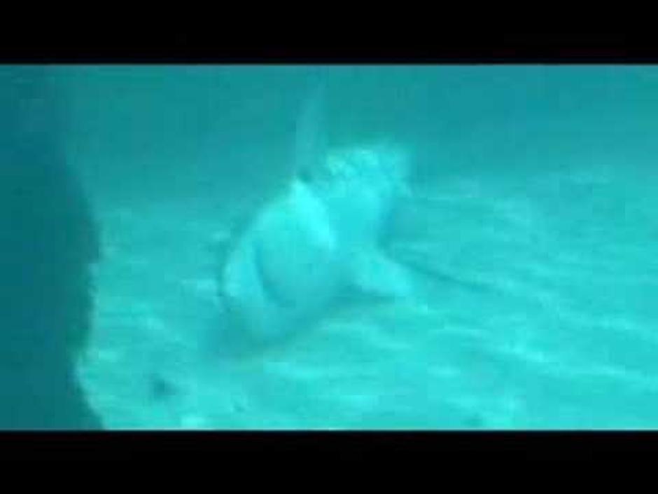 Mrtvi morski psi na dnu mora | Author: screenshot/youtube