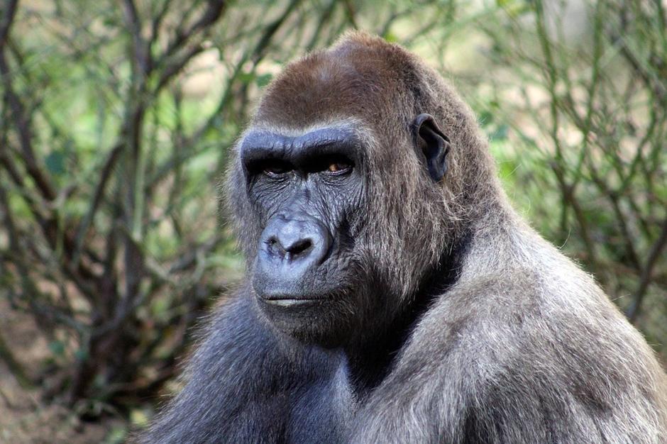 Gorila | Author: Pixabay