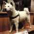 Hachiko, odani pas kojega štuje cijeli Japan, prepariran u muzeju