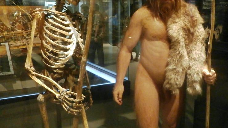 Kostur neandertalca i replika osobe
