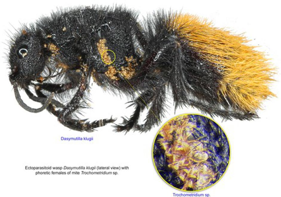 9 Trochometridium sp ex Dasymutilla klugii BMOC 04 1105 002aa | Author: Profimedia