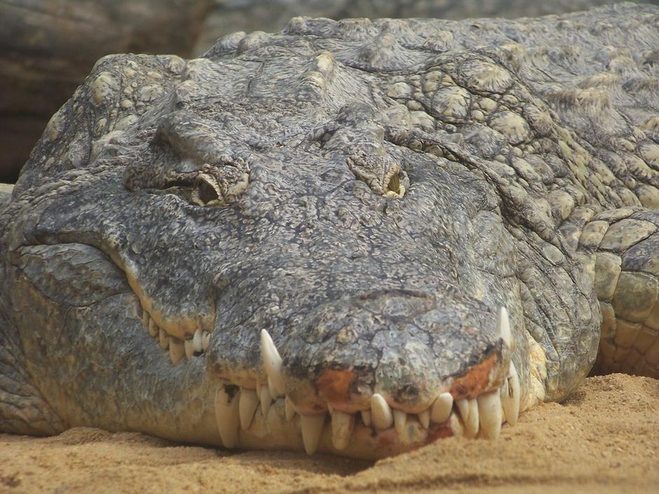 Američki slatkovodni krokodil | Author: DeviantArt