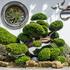 140 year old Hinoki cypress / hinoki false cypress / dwarf hinoki cypress bonsai tree Chamaecyparis obtusa Nana Gracilis
