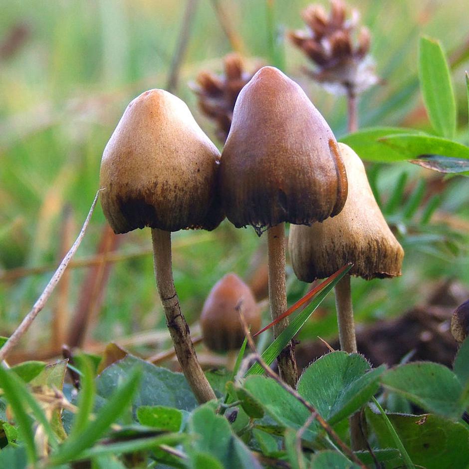 Psilocibinske gljive | Author: Wikipedia