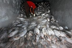 Ribolov u Indoneziji