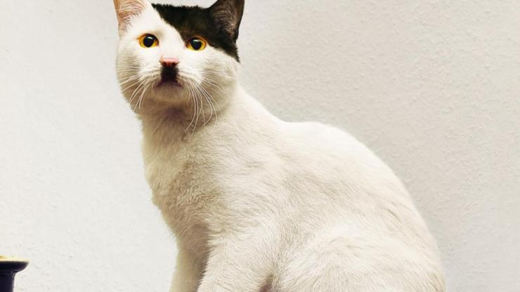 Mačka koja liči na Hitlera