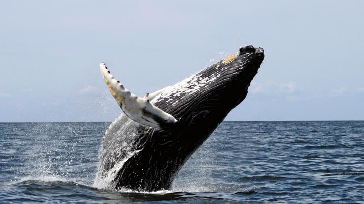 Grbavi kit probija površinu vode