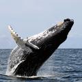 Grbavi kit probija površinu vode