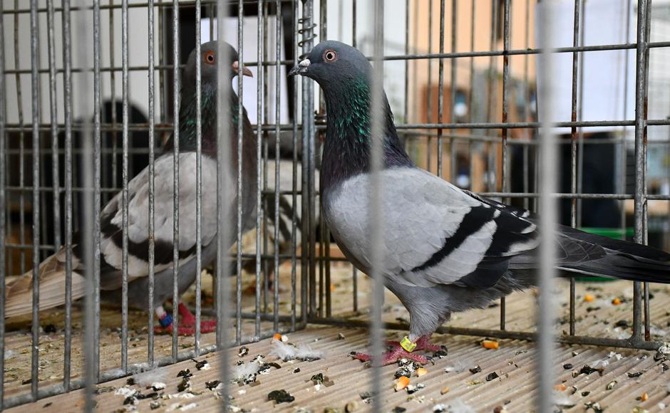 Podvinje: Društvo uzgajivača malih životinja održava 46. Međužupanijsku izložbu malih životinja | Author: Ivica Galovic/PIXSELL