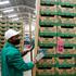 FILE PHOTO: Employees examine avocado crates at the Kakuzi pack house in Makuyu