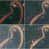 A combination of satellite images shows the water level of the Kapuas River in Sanggau Regency