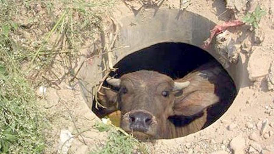Krava pronađena u kanalizaciji | Author: castagra.com