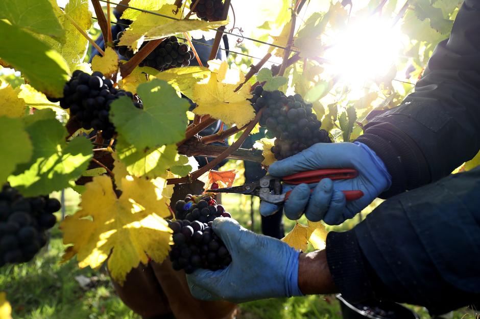 Berba grožđa i proizvodnja vina | Author: Press Association/PIXSELL