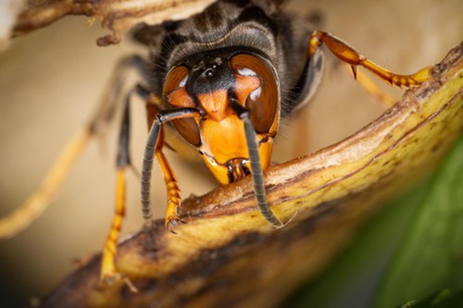 Asian Giant Hornet - Vespa Mandarinia, Ghent, Belgium - 27 Dec 2023 | Author: Profimedia
