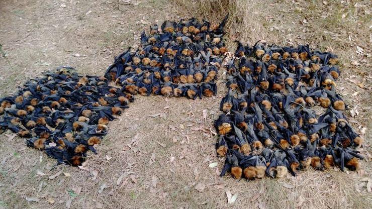 Uginuli šišmiši u Australiji