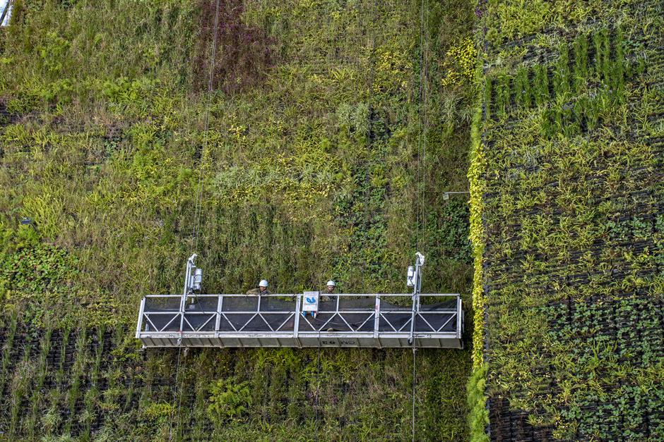 Vertical greening in Medellín | Author: Edinson Arroyo/DPA