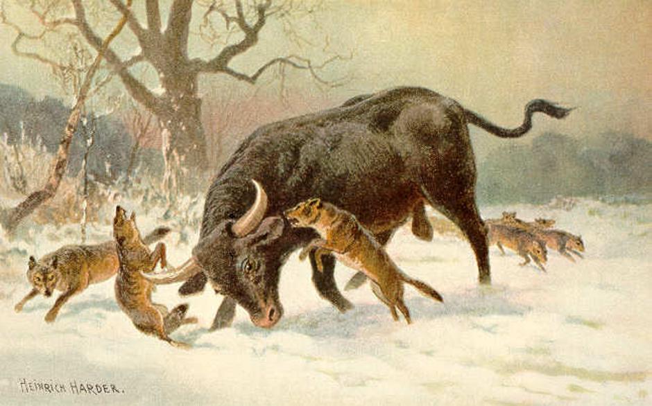 Tur, izumrlo divlje govedo | Author: Heinrich Harder/ public domain
