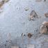 The last piece of glacier ice is seen on the highest mountain in Slovenia, Mount Triglav