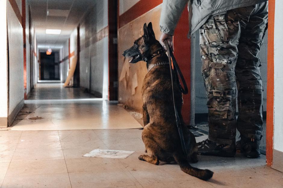US Airborne conducts K-9 training | Author: Profimedia