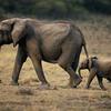 Dva slonića u šetnji