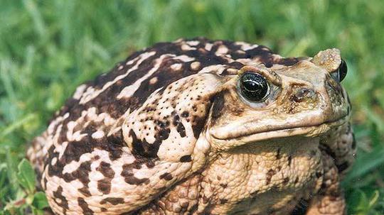 Invazivna vrsta krastača iz Australije cane toad